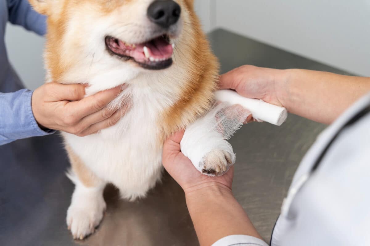 Assurance pour animaux : quels critères prendre en compte pour faire le bon choix ?